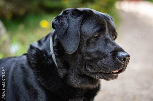 Portrait of a black Labrador Retriever looking on the path on the sunny day in summer 