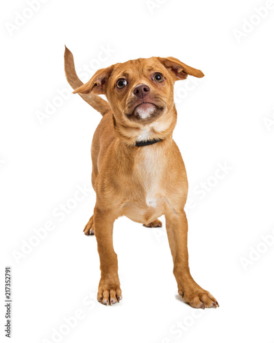 Cute Mixed Small Breed Tan Color Dog