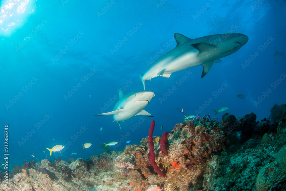Fototapeta premium Caribbean reef shark at the Bahamas