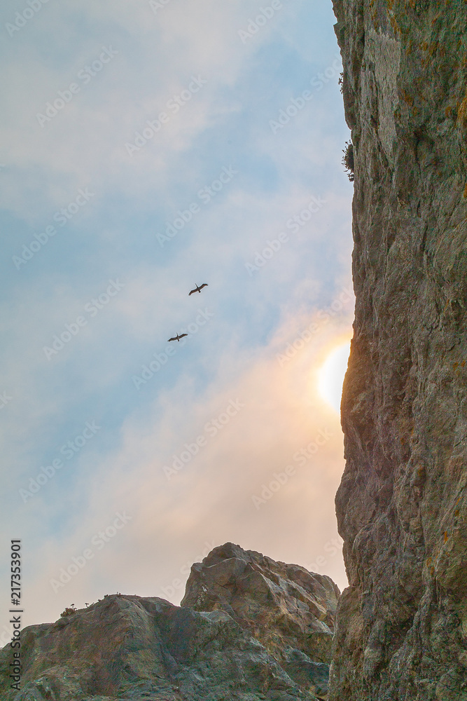 Fototapeta premium Pelicans flying out to Sea