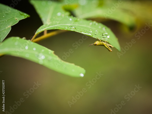 Grasshopper clutch under leaf with blurred background on field