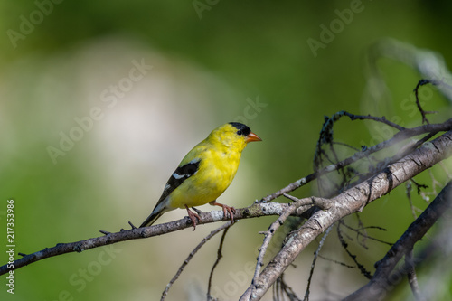 American Gold Finch On A Sunny Afternoon