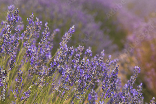 Aromatic lavender field in Isparta  Turkey. 