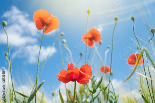 Fototapeta Naklejka Na Ścianę i Meble -  Beautiful bright red poppies with green grass and leaves in the background of blue sky and clouds. Close up of red poppy flowers in field. Few red flowers in the summer field.