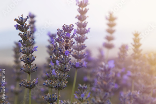 Aromatic lavender field in Isparta, Turkey. 