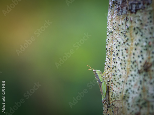 A grasshopper climb on a three. Waiting for hope