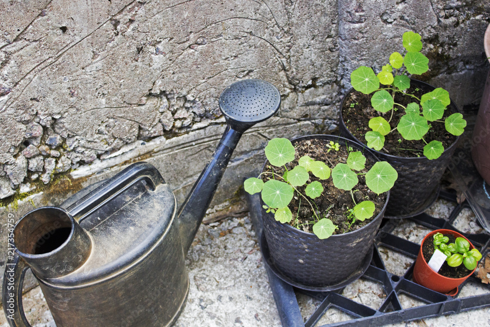 Water can standing near some pots with flowers Water can standing near some pots with flowers