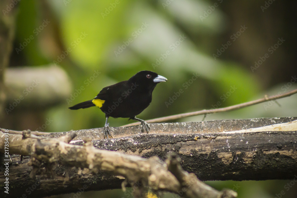 wild birds flying free in the rainforest in Mindo, Ecuador wild birds flying free in the rainforest in Mindo, Ecuador