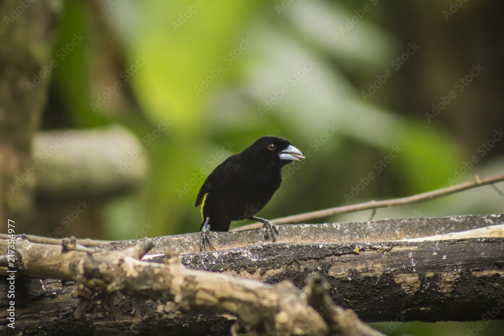 wild birds flying free in the rainforest in Mindo, Ecuador wild birds flying free in the rainforest in Mindo, Ecuador