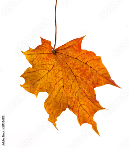 colorful autumn maple leaf isolated on white