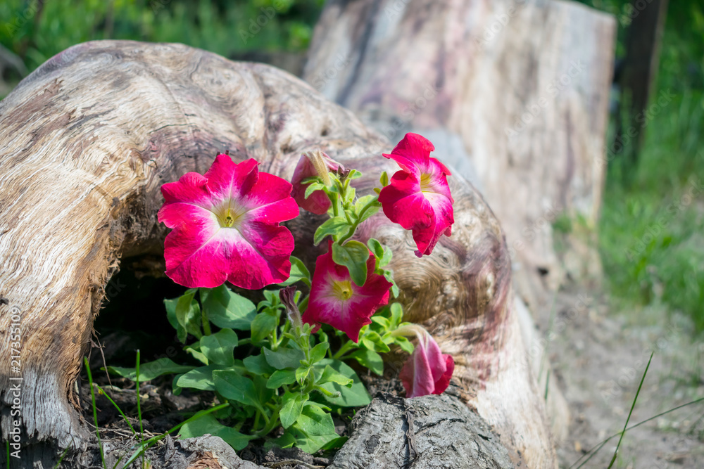 custom made wallpaper toronto digitalDecorative flower arrangement from pink petunia in a fallen old tree. A flower bed in a log. Petunia flowers for home Decor. Garden and park decor. Landscape design