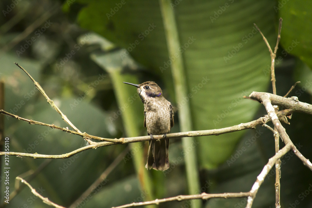 wild birds flying free in the rainforest in Mindo, Ecuador wild birds flying free in the rainforest in Mindo, Ecuador