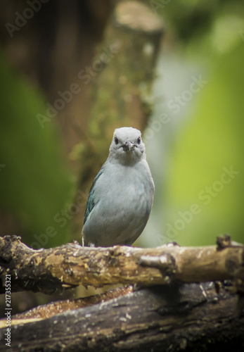 wild birds flying free in the rainforest in Mindo, Ecuador