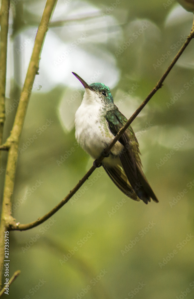 Fototapeta premium wild birds flying free in the rainforest in Mindo, Ecuador