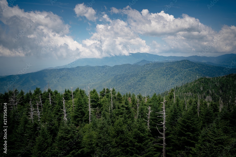 Smoky Mountains Trees