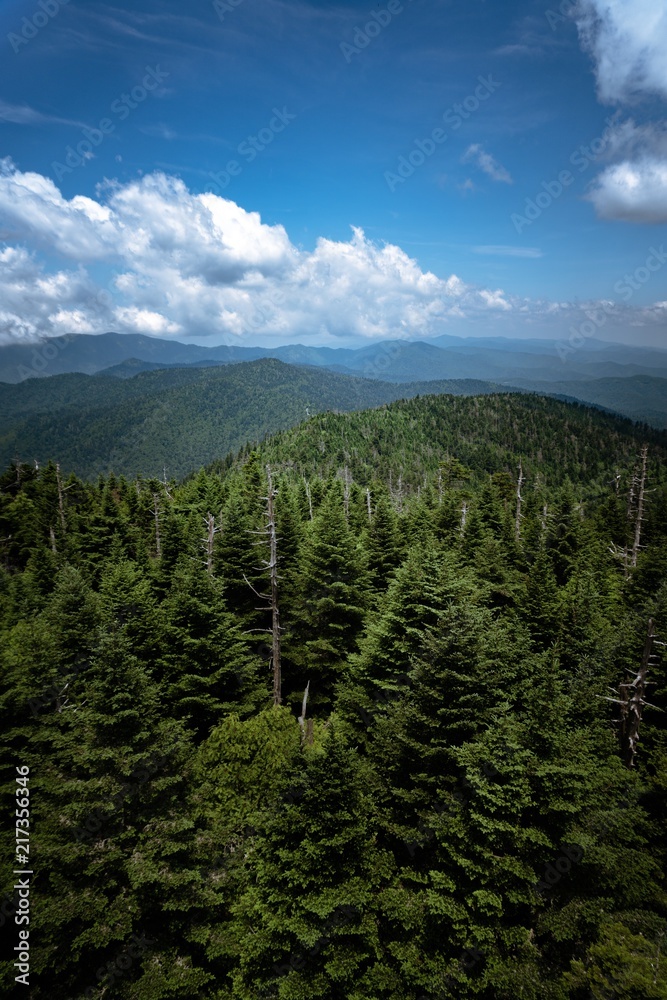 Smoky Mountains Tree Portrait