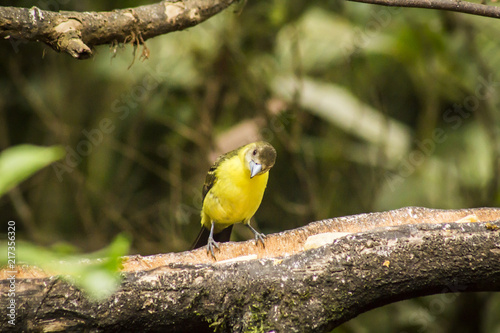 wild birds flying free in the rainforest in Mindo, Ecuador photo