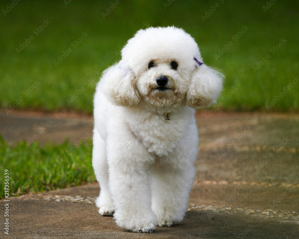 Puppy poodle in outdoor environment