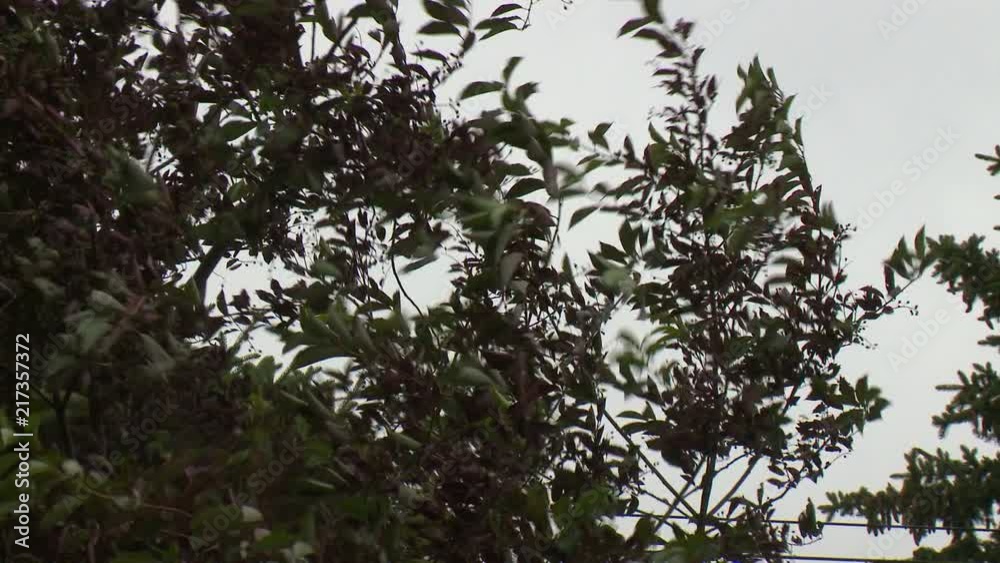 Purple and green leaves of Schubert cherry tree whip and sway in the wind. Purple and green leaves of Schubert cherry tree whip and sway in the wind.