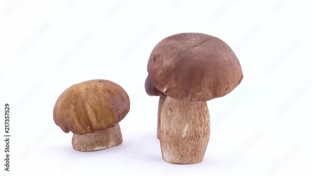 Three whole wild porcini mushrooms rotating on the on the turntable isolated on the white background. Closeup. Three whole wild porcini mushrooms rotating on the on the turntable isolated on the white background. Closeup.