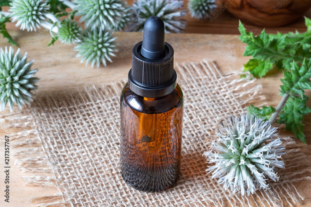 A bottle of great globe-thistle tincture with blooming great globe-thistle A bottle of great globe-thistle tincture with blooming great globe-thistle