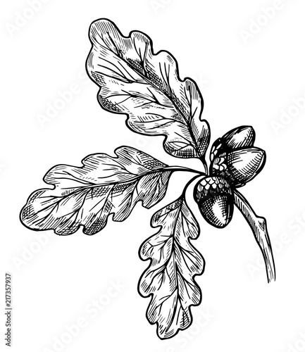 Oak leaves and acorn. Hand drawn sketch. Vector