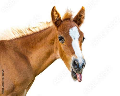 Funny Baby Horse Sticking Tongue Out photo