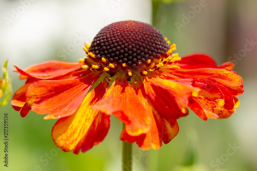 Helenium in bloom