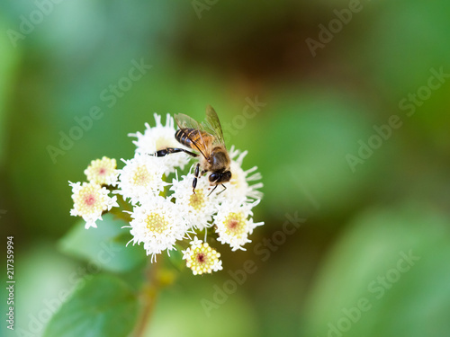 A Bee climb on a flower. © PEERA