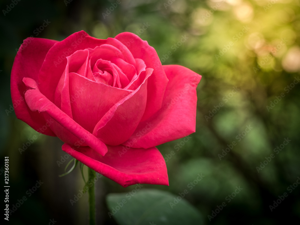 Beautiful rose in the garden with flare.
