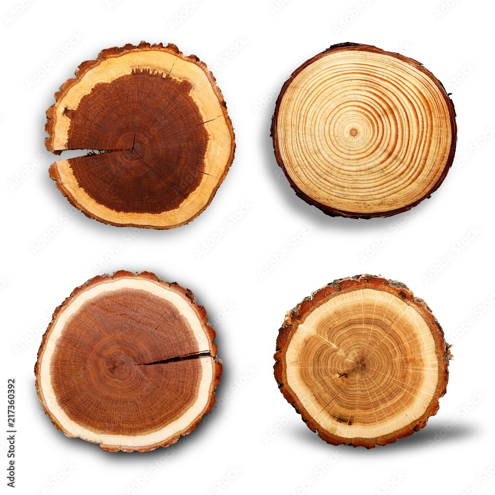Wood round slices on white