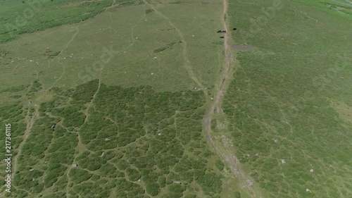 Wide angled birdseye shot tracking forward over green grassy mooorland with black cows in the distance. Dartmoor, Devon, England photo