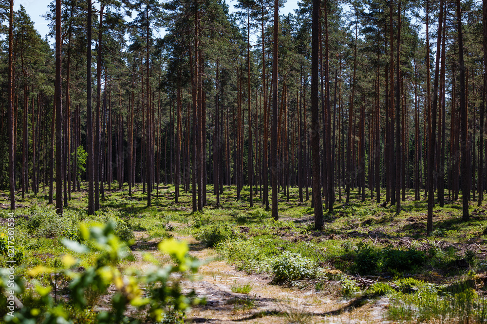 Obraz premium a beautiful sunny day in the woods, all around the great pine and blueberry plant between them.
