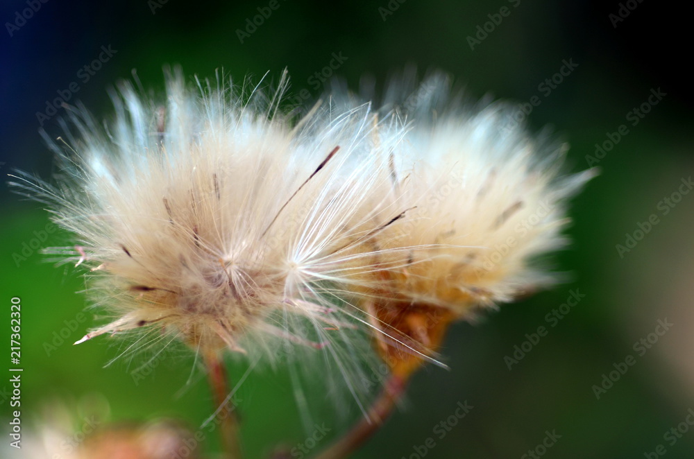 Fototapeta premium Flauschige Samen