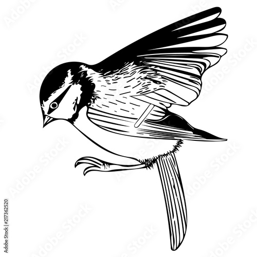 Perched Blue Tit