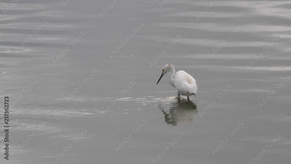 Water birds (snowy egret) in the wild marching around on a pond on the caribbean island of Antigua Water birds (snowy egret) in the wild marching around on a pond on the caribbean island of Antigua