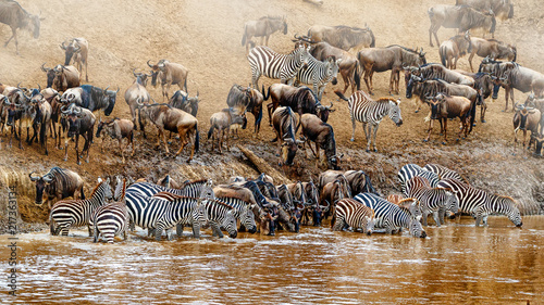 Bilde på lerret Kenya Great Wildebeest and Zebra Migration Scene