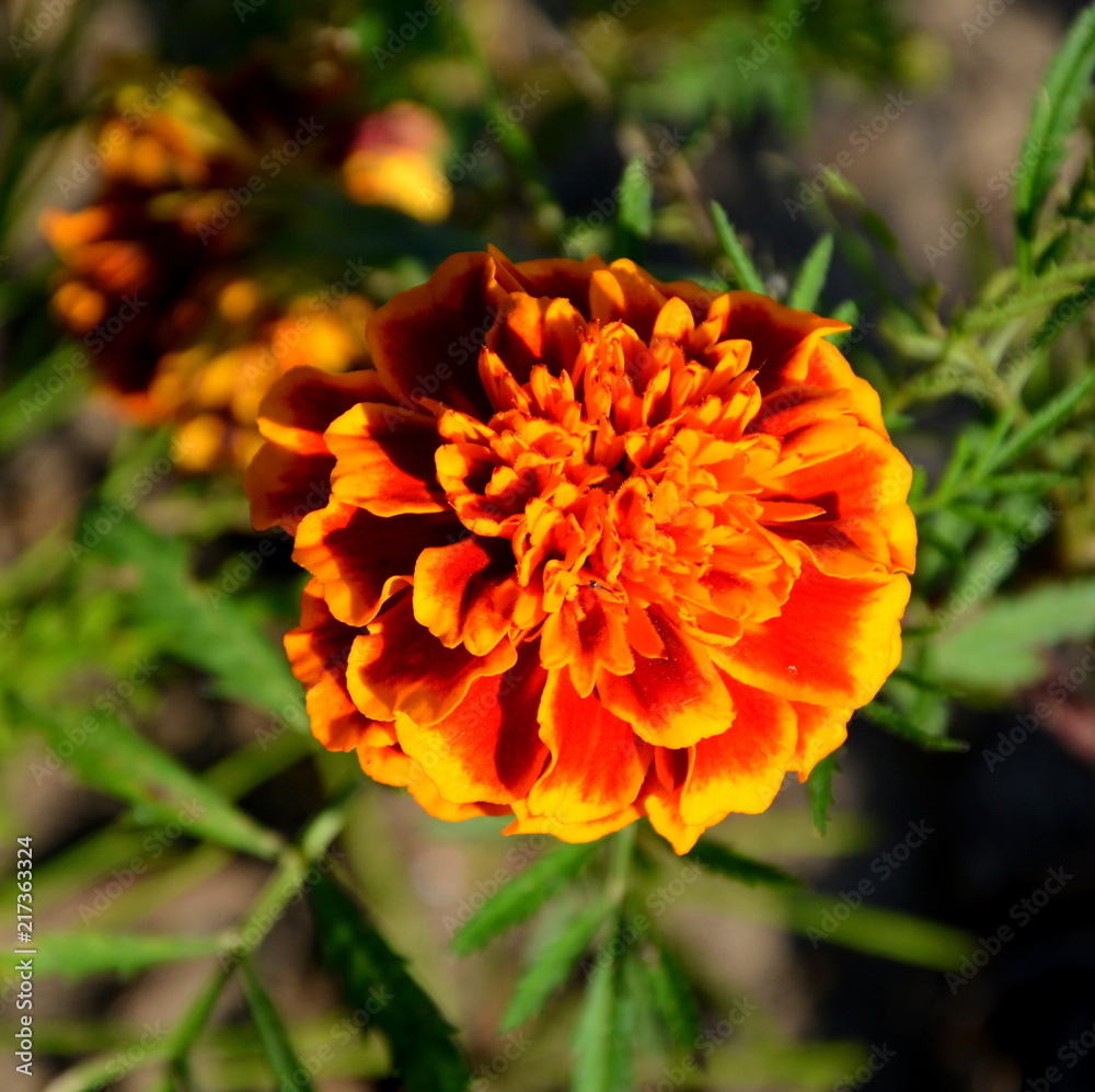 Nice flowers in the garden in midsummer, in a sunny day. Green landscape Nice flowers in the garden in midsummer, in a sunny day. Green landscape