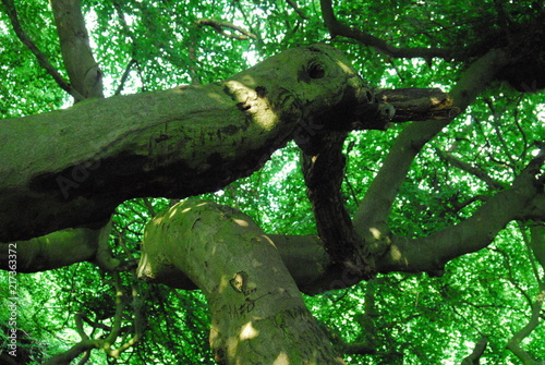 Zauber-Wald Märchen-Wald Märchenbäume Zauber-Bäume