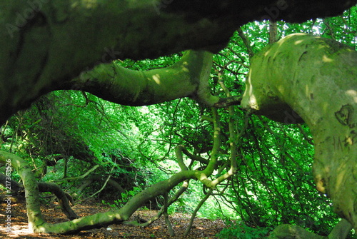Zauber-Wald Märchen-Wald Märchenbäume Zauber-Bäume