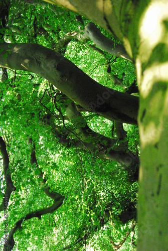 Zauber-Wald Märchen-Wald Märchenbäume Zauber-Bäume