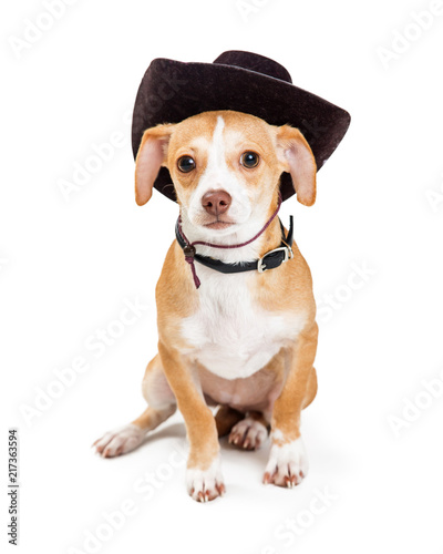 Little Dog Wearing Cowboy Hat