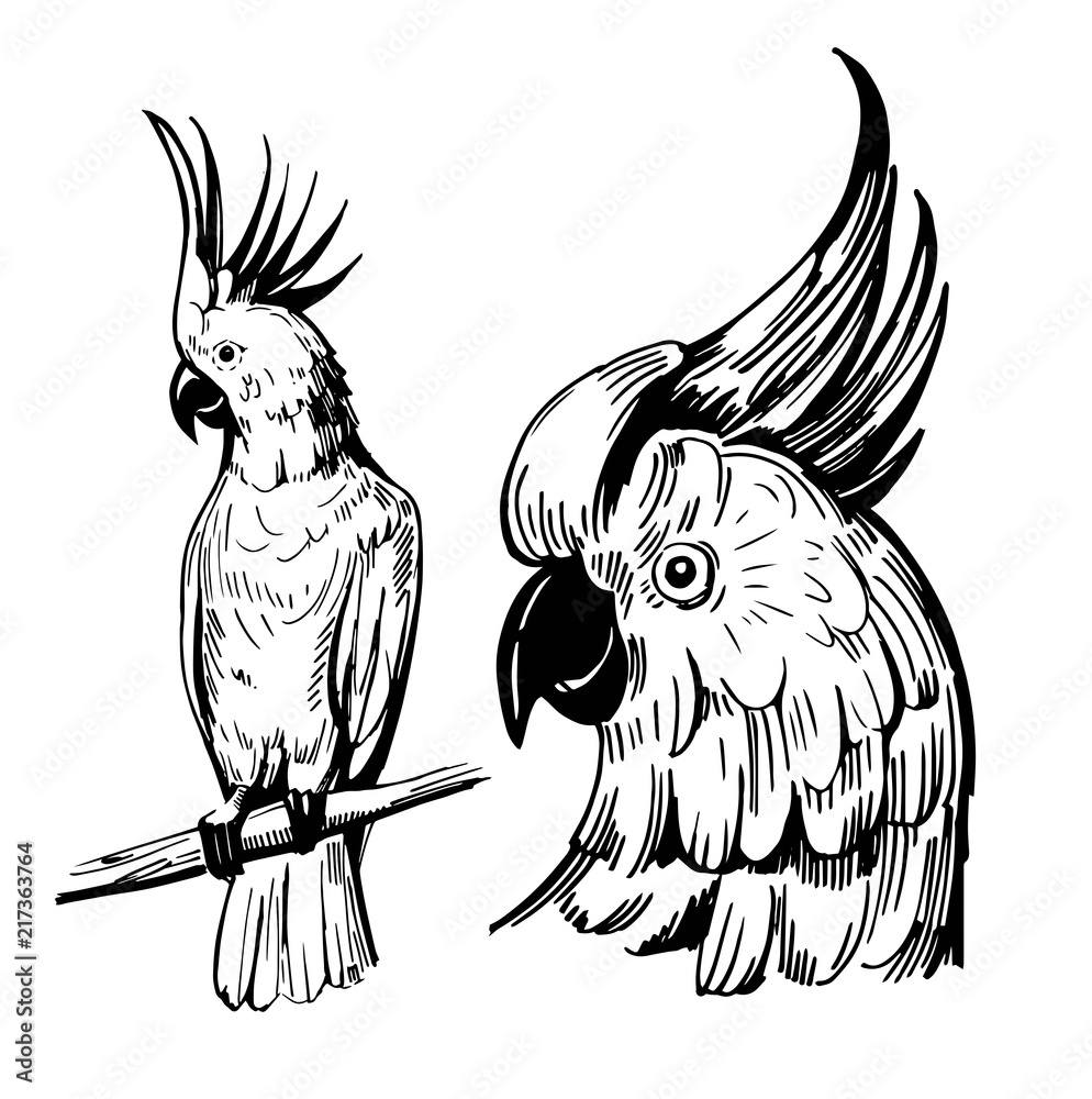 Obraz premium Tropical parrot