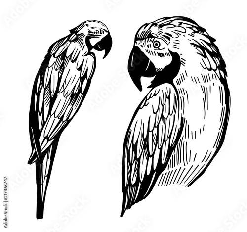 Tropical parrot