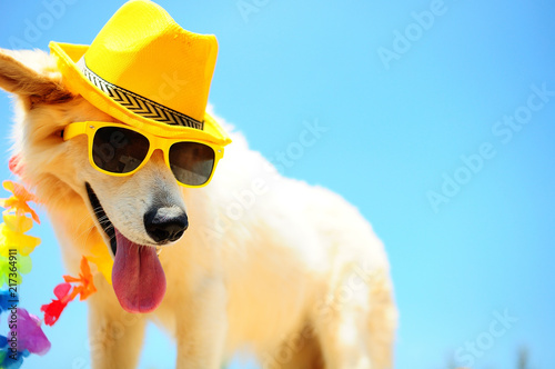 happy dog in summer hat and with sunglasses © Natallia Vintsik