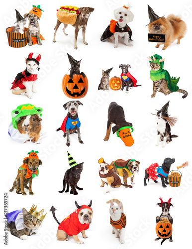 Fototapeta Naklejka Na Ścianę i Meble -  Set of Pets in Halloween Costumes