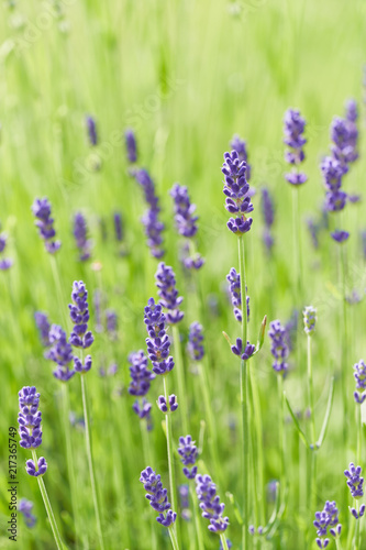 Fototapeta Naklejka Na Ścianę i Meble -  Lavender flower head close up. Bright green natural background. 