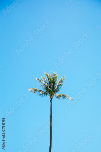 palm tree on bluesky © YASUSHI