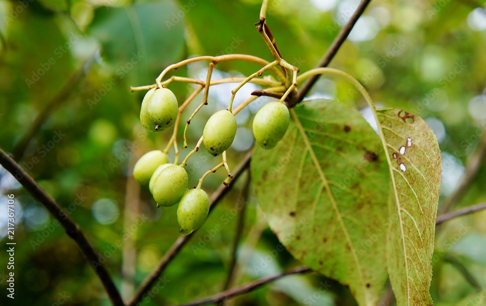 Nannyberry berries