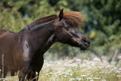 Shetty im hohen Gras photo